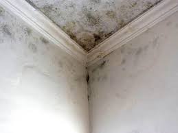 Best Black Mold Removal  in USA