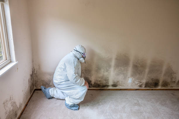 Best Crawl Space Mold Remediation  in USA